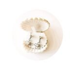 ARETE FLORCITA